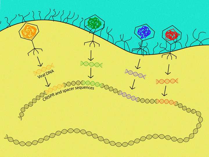 Bacteria store pieces of viral DNA in its own DNA..