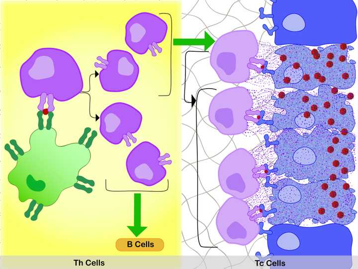 Activation of Th and Tc cells.