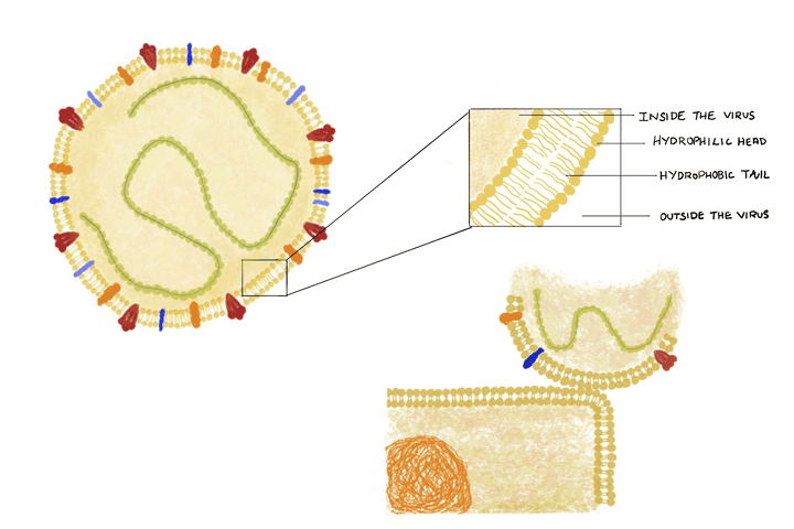 Structure of the coronavirus particle and its interaction with a skin cell.