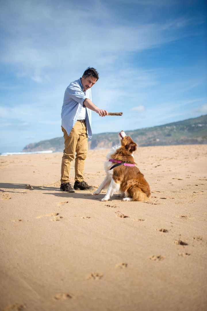 Dogs can understand ‘pointing gestures’ and engage in cooperative communication. They display social skills similar to human babies. [Image by Kampus Production from Pexels](https://www.pexels.com/photo/a-man-in-blue-polo-shirt-playing-catch-with-a-brown-long-coated-dog-on-sand-8734442/).