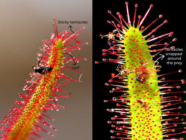 Insect caught in the sticky tentacles of a *Drosera* species. Credit: Adapted from jggrz from Pixabay.