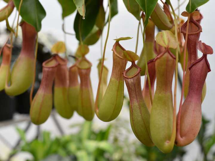*Nepenthes alata* displaying the typical pitcher trap. Credit: tngmarketing35 from Pixabay.