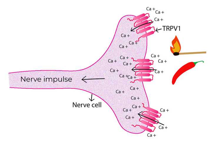 Nerve cells sense heat and capsaicin
