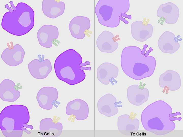 Th and Tc cells with their T Cell Receptors.