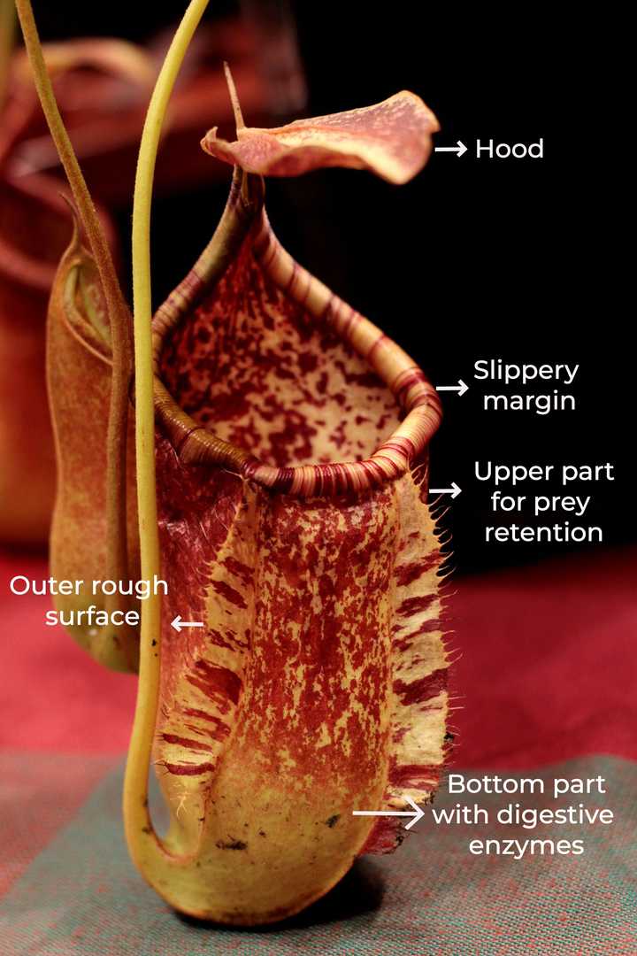 Morphology of a typical pitcher plant. Credit: Adapted from Sonja-Kalee from Pixabay.