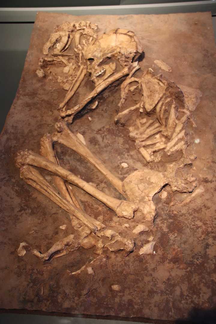 The skeletal remains of a woman and a puppy (top left) from around 12,000 years ago, from Natufian in Northern Israel. Credit: [Israel Museum, CC0, via Wikimedia Commons](https://commons.wikimedia.org/wiki/File:Burial_of_Woman_%26_Dog,_Natufian_Culture,_Cast_(28347076597).jpg).