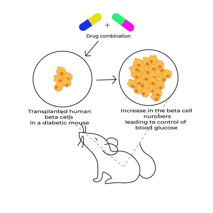 Beta cell proliferation