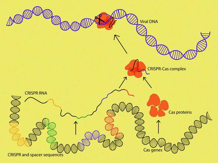 CRISPR sequences in bacterial immunity.