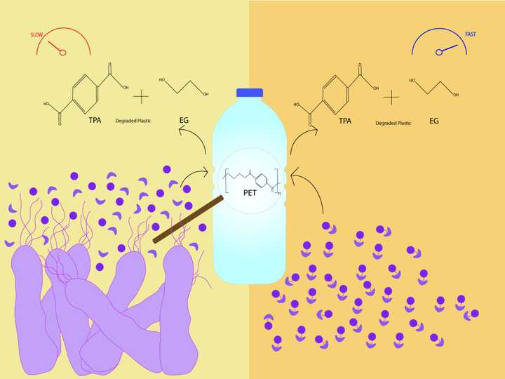 Enzymes from bacteria Ideonella sakaiensis degrading plastic.