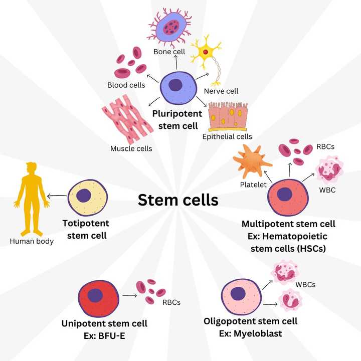 Types of stem cells. Image: Sunaina Rao.