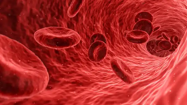 Illustration depicting red blood cells (RBCs). These cells like many other types of blood cells are produced by blood stem cells called haematopoietic stem cells (HSCs). Credit: Arek Socha.