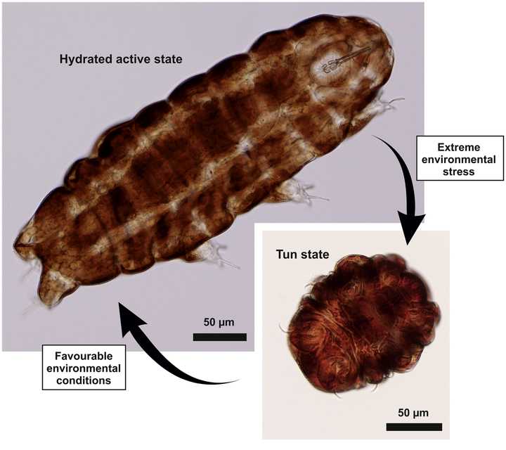 A terrestrial Tardigrade in two metabolic states, the normal state and the Tun-state.