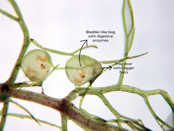 Close up of the suction traps in a *Ulticularia* species. Adapted from Michal Rubeš, CC BY 3.0 CZ, via Wikimedia Commons.