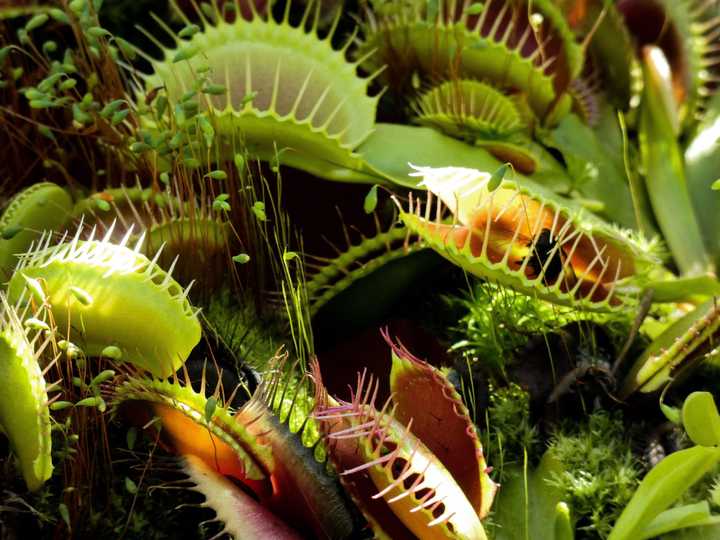 Insect caught in the venus flytrap. Credit: Lawrie Phipps from Pixabay.