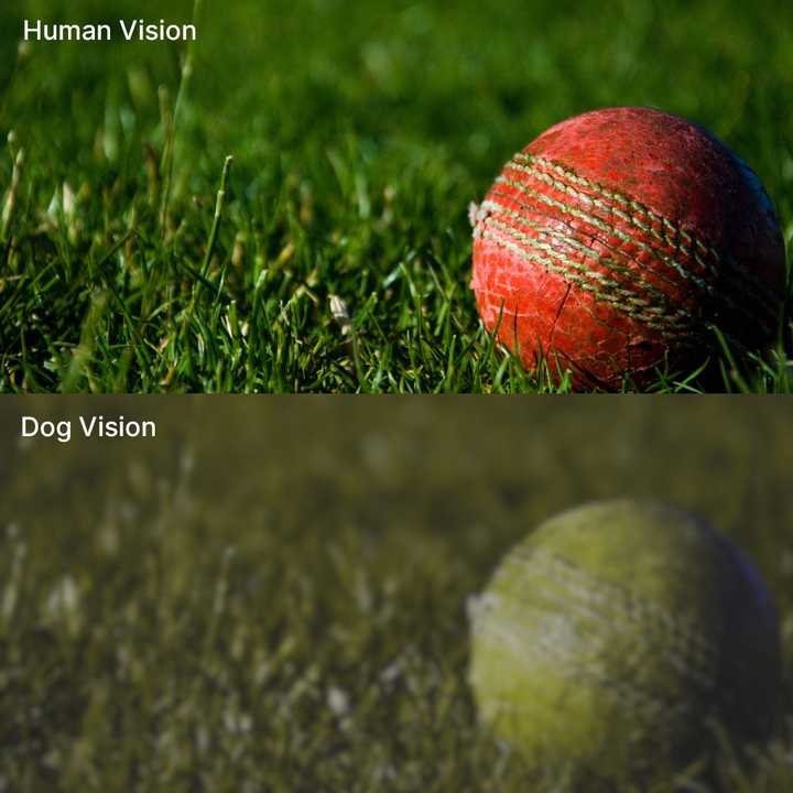 Dog vision versus human vision