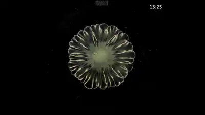 Naturally beautiful patterns emerged when two species of bacteria were cultured together. Credit: YouTube.