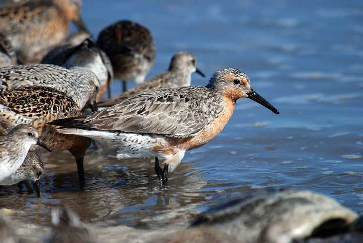 The red knot is a species of bird that migrates from the cold arctic to the warmer southern hemisphere in preparation for the winter months. During its long journey, it makes small stops on several beaches in the autumn months. Image by PublicDomainImages from Pixabay.