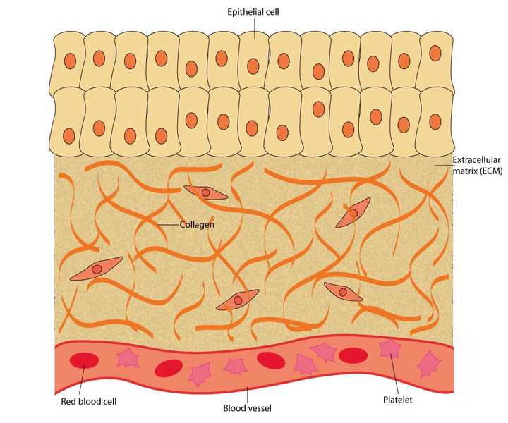 The uninjured skin is made up of an outer layer of epithelial cells. Beneath this outer layer lies the extracellular matrix (ECM), made up of proteins like collagen. The tissue also carries several blood vessels which contain blood cells like the red blood cells and platelets. © Sunaina Rao
