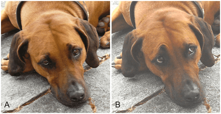 Dogs have evolved a unique muscle called levator anguli oculi to raise their eyebrows. Left: A dog showing a neutral expression. Right: The same dog with its right eyebrow raised. Notice how the eyebrow raise makes its eyes look bigger. This makes it look more ‘puppy-like’. Credit: [Bridget M. Waller et al., Creative Commons Attribution 4.0 International](https://creativecommons.org/licenses/by/4.0/).