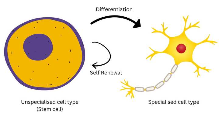 Stem cells have the ability to differentiate into more specialised cell types (like the nerve cell). They can also self-renew, ensuring that they maintain a healthy population of themselves in any given tissue. Image: Sunaina Rao.