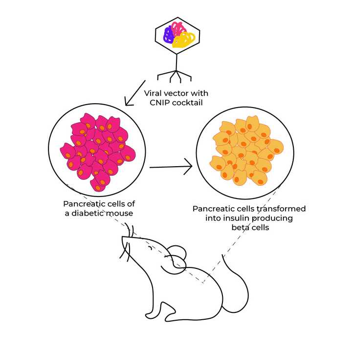 Transforming adult pancreatic cells into insulin-secreting beta cells