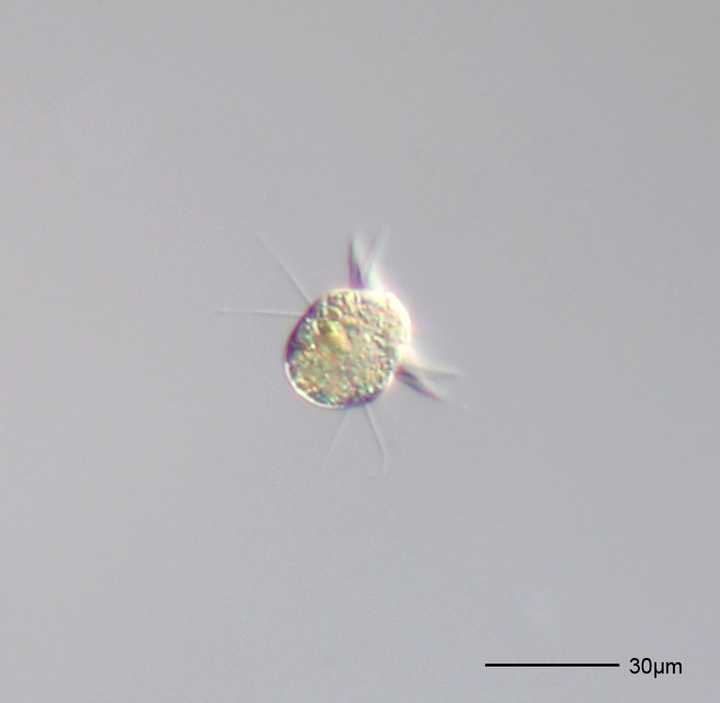 A unicellular organism belonging to the *Halteria* genus. Credit: [Wikimedia](https://commons.wikimedia.org/wiki/File:Halteria_grandinella_-_160x_(14069352174).jpg).