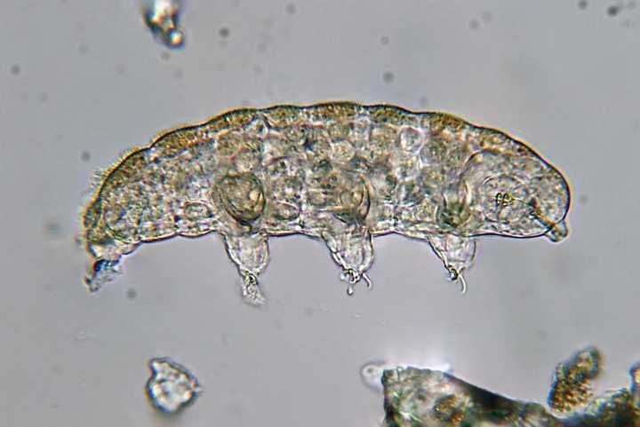 Photograph of a tardigrade from a light microscope.