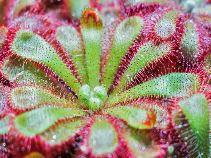 A *Drosera* species displaying sticky tentacles. Credit: Bergadder from Pixabay.