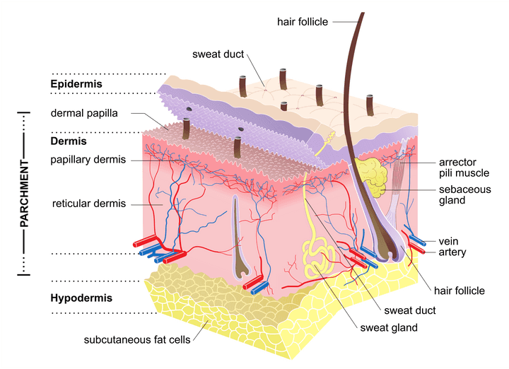 Anatomy of the skin. Credit: [Wikimedia](https://commons.wikimedia.org/wiki/File:Structure_of_mammalian_skin_and_the_layers_typically_present_in_parchment.png).