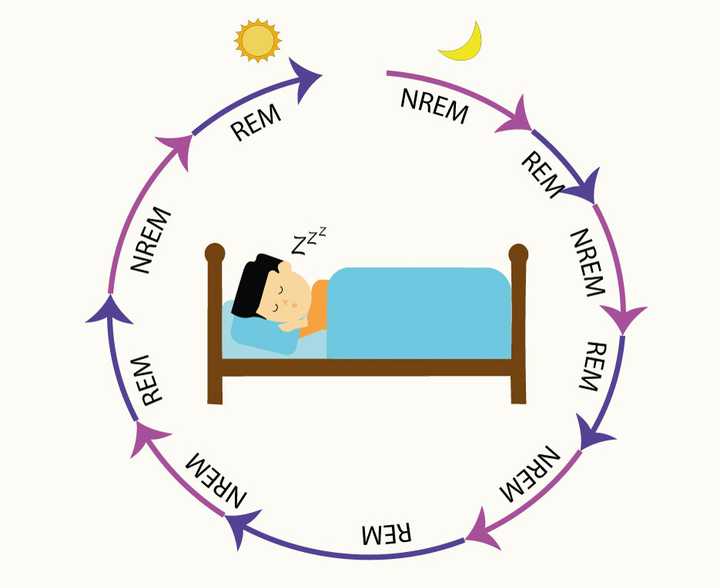 Alternating REM and Non-REM (NREM) sleep from the time of falling asleep at night to waking up in the morning. © Sunaina Rao