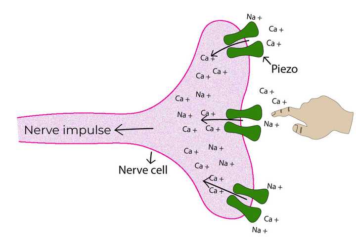 Nerve cells sense pressure