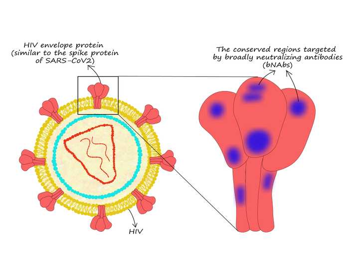HIV envelope proteins