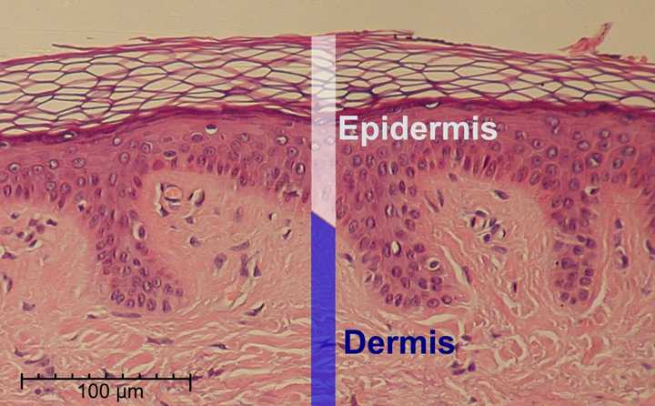 Tightly packed layers of cells in the skin. The outer layer is called the epidermis, and the inner layer is called the dermis. Credit: [Wikimedia](https://commons.wikimedia.org/wiki/File:Epidermis-delimited.JPG).