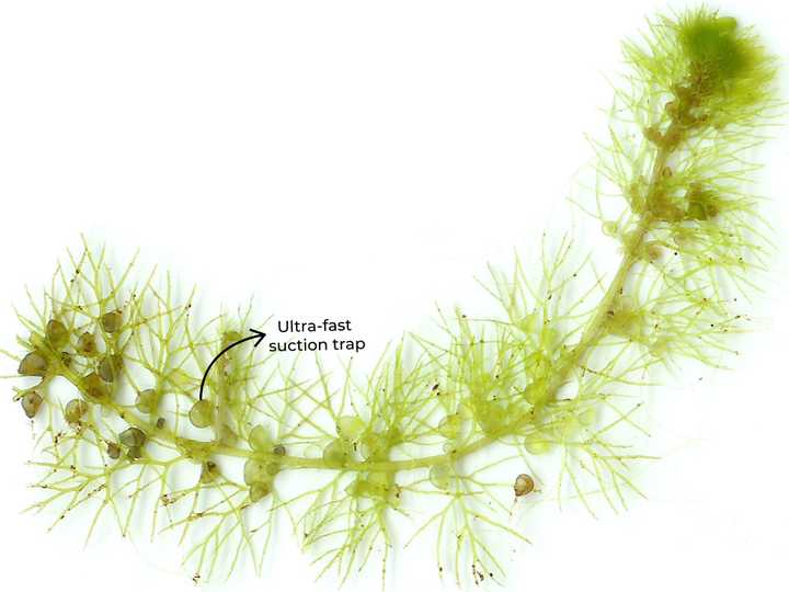 Suction traps in a *Utricularia* species. Credit: Adapted from Veledan, Public domain, via Wikimedia Commons.