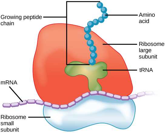 Ribosomes are proteinaceous organelles present in our cells. They are made up of a small and a large subunit. With the help of RNA, they synthesise proteins (or peptides) consisting of amino acid units. Credit: [Wikimedia](https://commons.wikimedia.org/wiki/File:Ribosome_Translation.jpg).