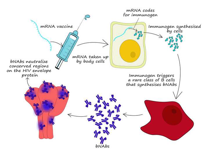 mRNA vaccine
