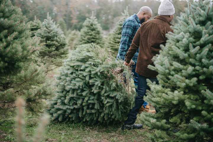 Purchasing trees for Christmas
