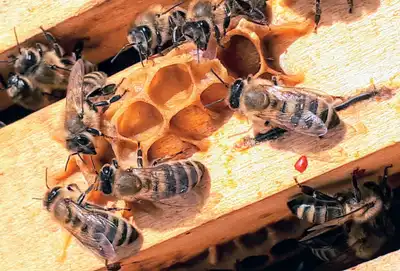 A group of honeybees building their honeycomb.